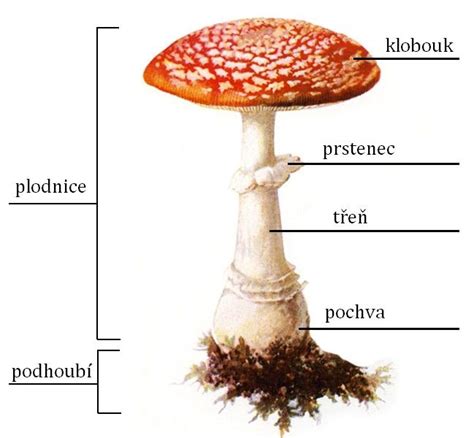 kresba štyroch húb - Shiitake, Korálovec, Hnojník, Reishi