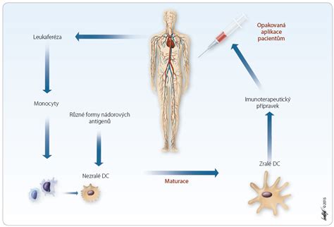 Schéma: Mechanizmus imunoterapie a cielenej terapie