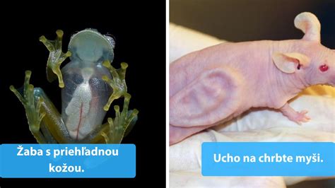 Infografika: Prehľad zákonov o testovaní na zvieratách v rôznych regiónoch sveta