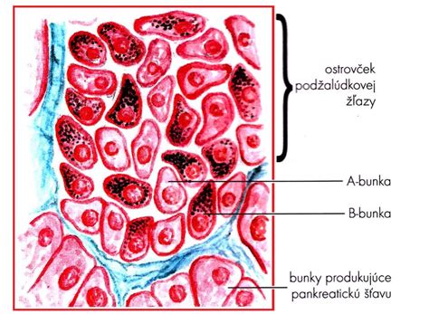 Obrázok: Schematické znázornenie kožných buniek a antioxidantov
