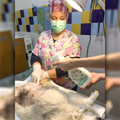 Fotografia: Veterinárny dermatológ vyšetruje kožu psa