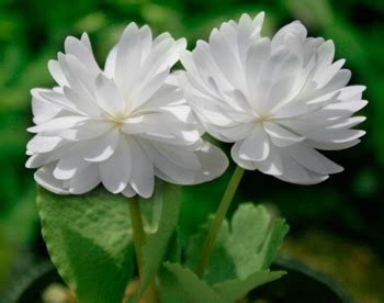 Ilustrácia rastliny Krvavček kanadský (Sanguinaria canadensis)