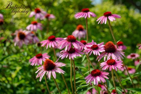 Fotografia kvetu Echinacea purpurová
