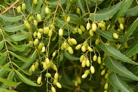 Strom Neem (Azadirachta indica) a jeho plody/listy