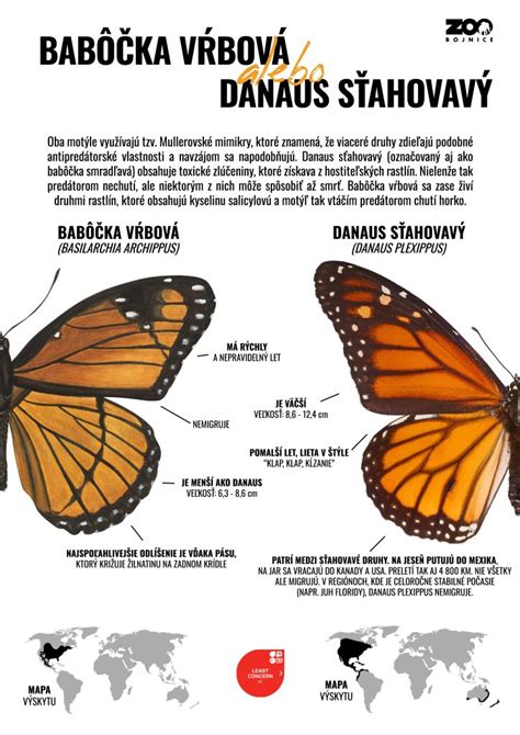 Infografika: Rozdiel medzi otvorenými a uzavretými komedónmi