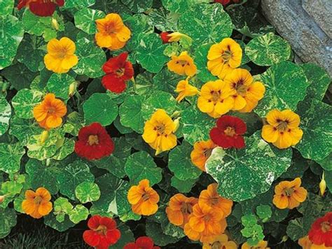 farebné kvety kapucínky väčšej v záhrade