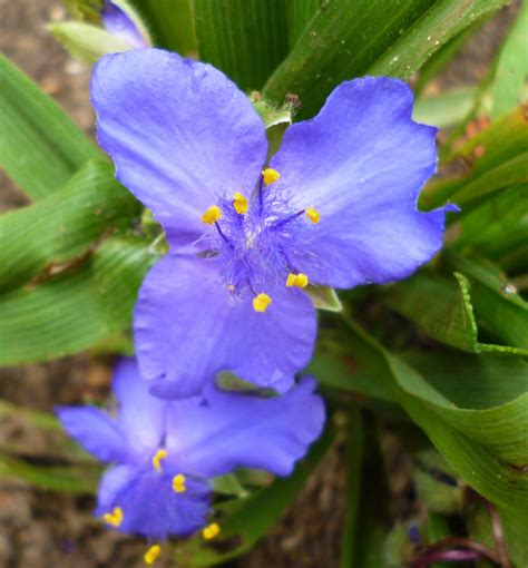 kvitnúca záhradná orchidea