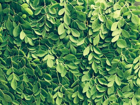 Ilustračná fotografia stromu moringa s plodmi