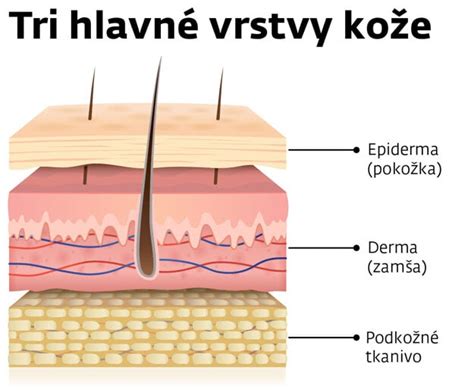Ilustrácia štruktúry ľudskej kože s vyznačenými vrstvami: epidermis (vrchná vrstva) a dermis (zamša).