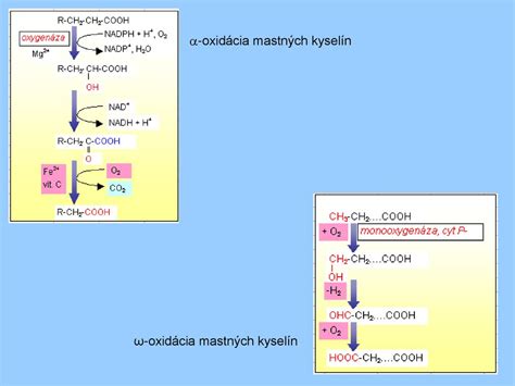 Schéma chemického zloženia ricínového oleja s vyznačením kľúčových mastných kyselín.