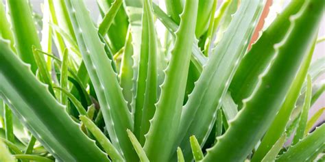 Detail rastliny aloe vera s odrezaným listom