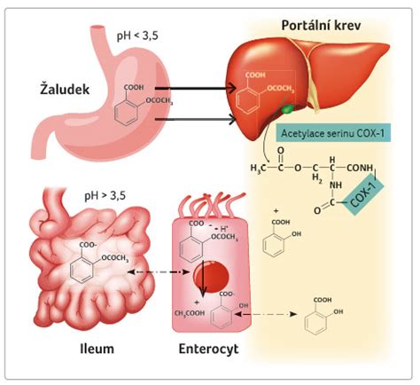 Schéma účinku kyseliny salicylovej a esteru kyseliny jablčnej v Sébium Kerato+