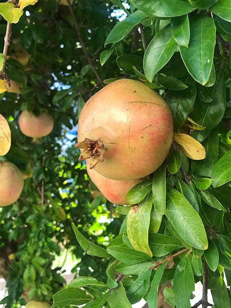 Ilustračné foto: Fľaštička s krémom a zrelé granátové jablko