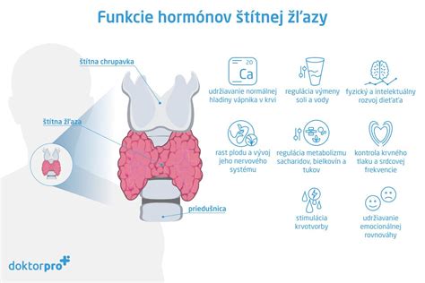 grafické znázornenie štítnej žľazy a jej umiestnenia v krku
