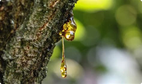 Ilustračný obrázok tmavočervenej živice dračej krvi