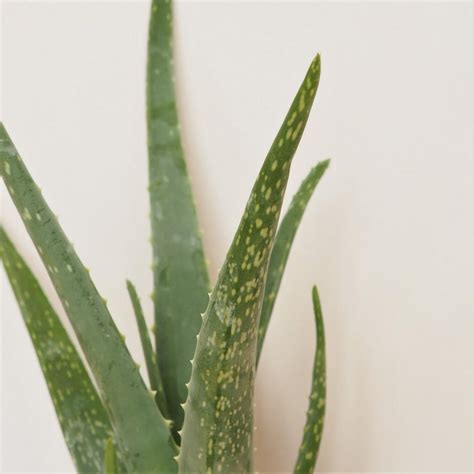 Zobrazenie rôznych liečivých bylín, ako sú aloe vera, harmanček, levanduľa a nechtík.