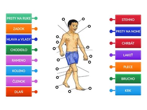 Infografika zobrazujúca rôzne časti tela, ktoré môže postihnúť seboroická dermatitída.