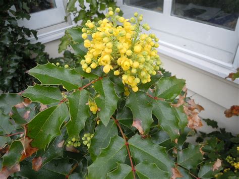 Zobrazenie rastliny Oregon Grape (Mahonia aquifolium)