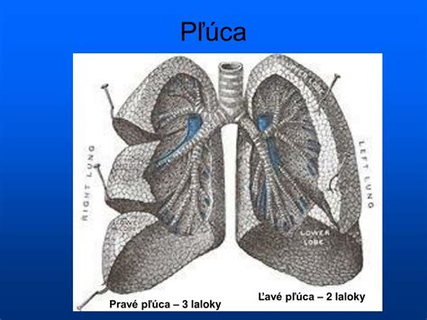 Anatomická štruktúra ľudských pľúc s vyznačenými lalokmi a prieduškami