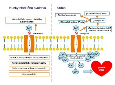 Infografika zobrazujúca mechanizmus účinku mezobotoxu na pokožku.