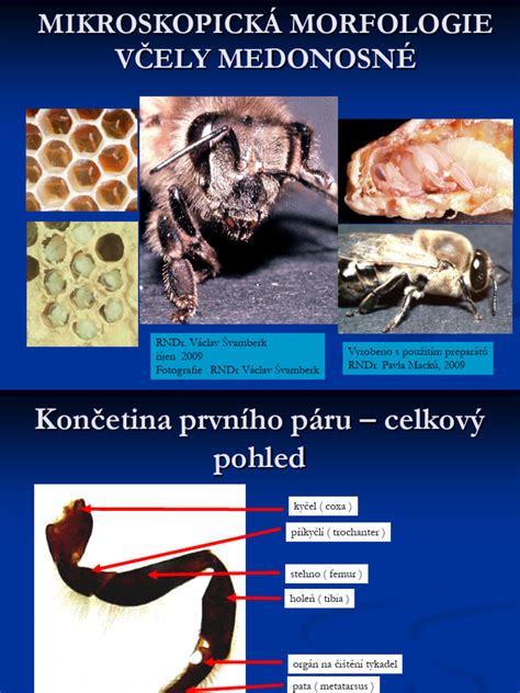 Mikroskopická snímka polynukleotidov v kožnom tkanive.