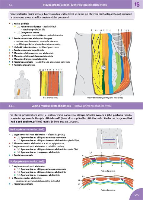 Anatomická schéma zobrazujúca vrstvy brušnej steny