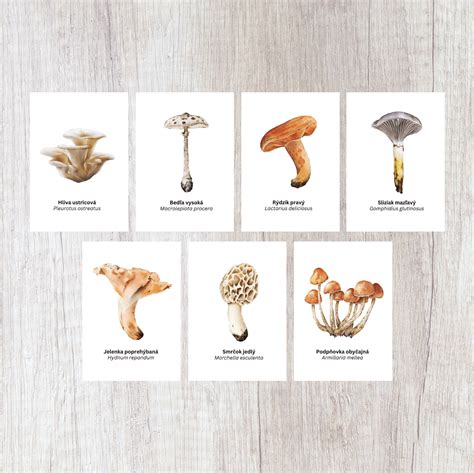 Ilustrácia znázorňujúca rôzne typy húb a ich štruktúru.