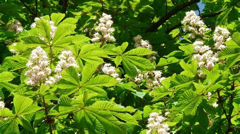 Schéma znázorňujúca vplyv pagaštanu konského na cievy