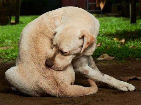 Ilustrácia rôznych druhov vonkajších parazitov psa