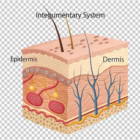 Ilustrácia ľudskej kože s vyznačenými vrstvami (epidermis, dermis, hypodermis) a umiestnením melanocytov v epidermis.