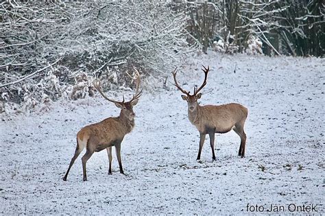 Ilustračná fotografia športovca v zasneženej krajine