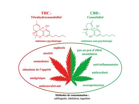 Ilustračná schéma pôsobenia CBD na pokožku