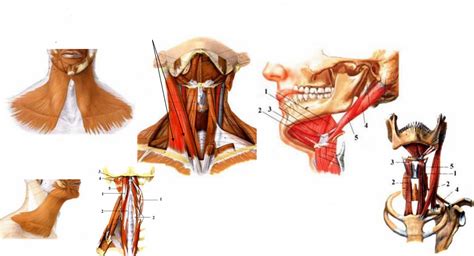 Detailná ilustrácia svalov krku s popismi ich úponov.