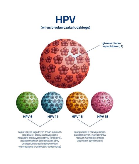 infografika zobrazujúca vírus HPV a jeho vstup do kožných buniek