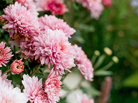 Ilustrácia záhrady s rastlinami v kvetináčoch a nádobách.